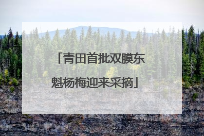 青田首批双膜东魁杨梅迎来采摘
